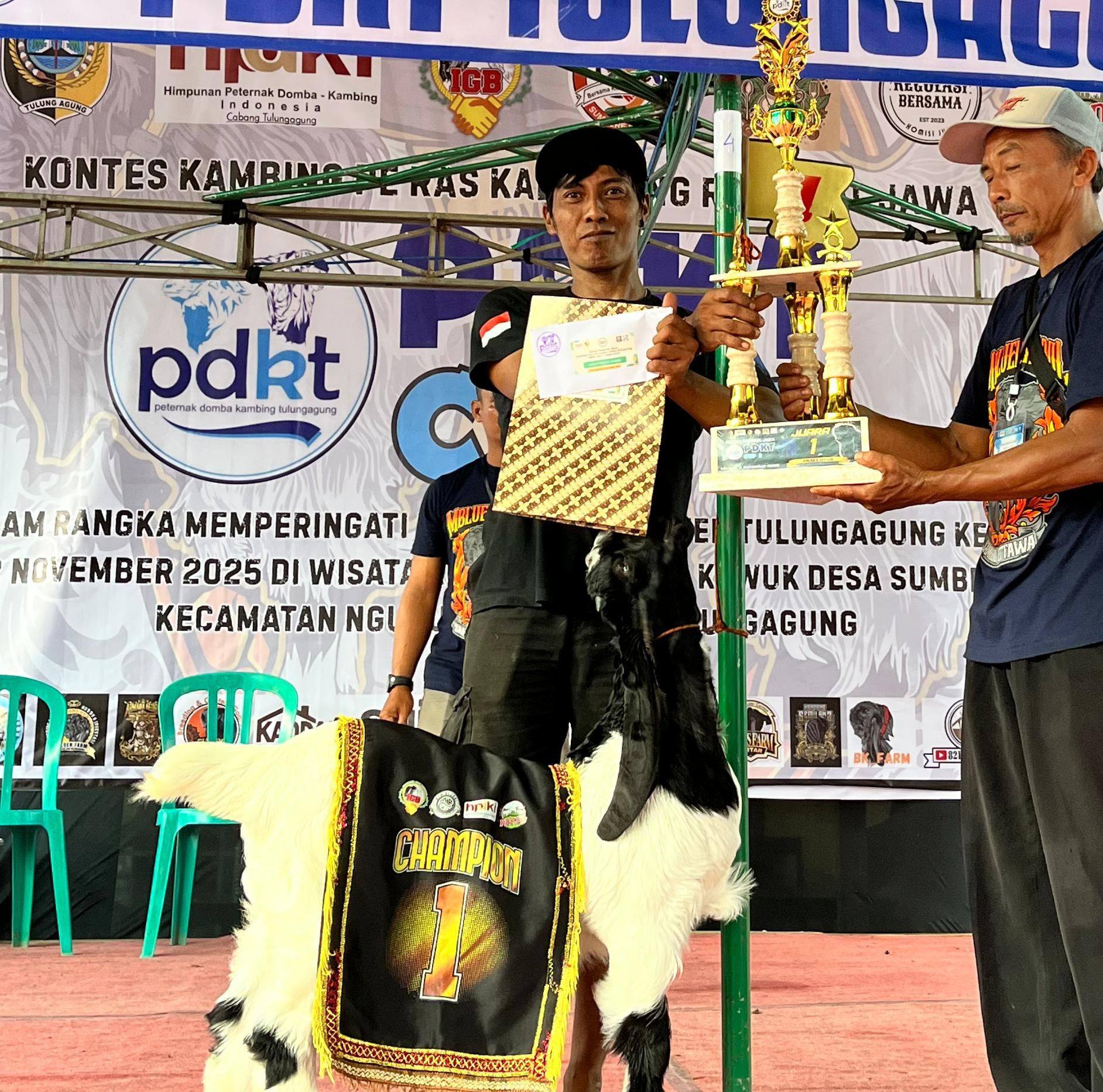 Akhirnya cempe terselamatkan | Darus Siom