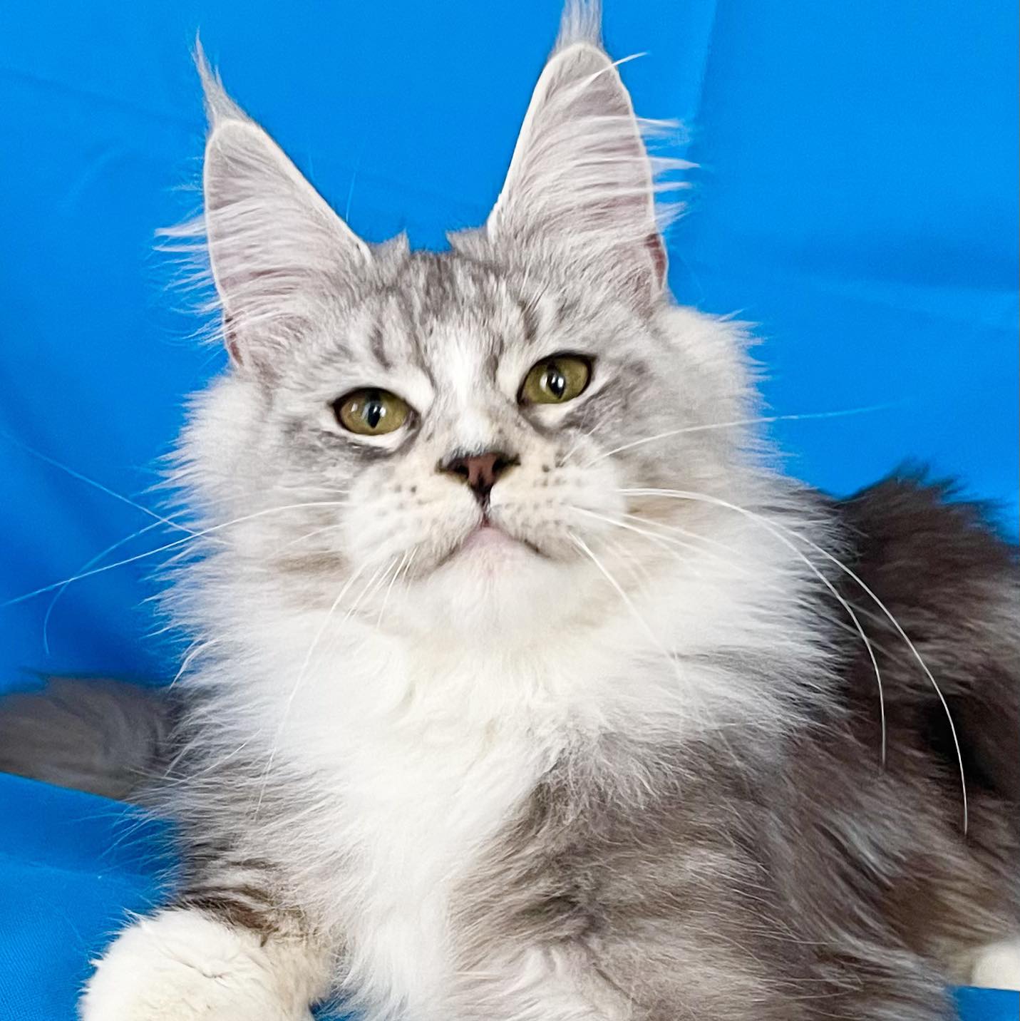 Merle Cats Research | Facebook