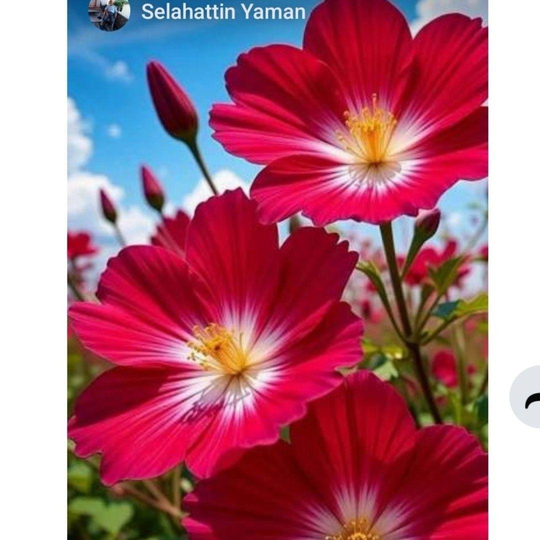 Tebriz Düğünleri (Toyları) Bir Başka Güzel Oluyor…🥀🙏🙏🙏🙏🥀 | Yurdu Vatan