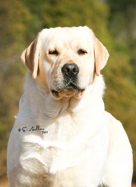 Fortune Labrador Retrievers