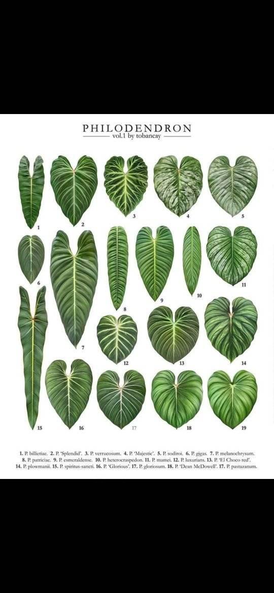 1daun pancing 2daun aktif bonggol besar panjang | Endy Flora