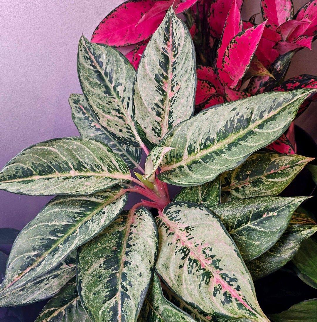 these are just news leaves coming in right? i don’t think these flower ...