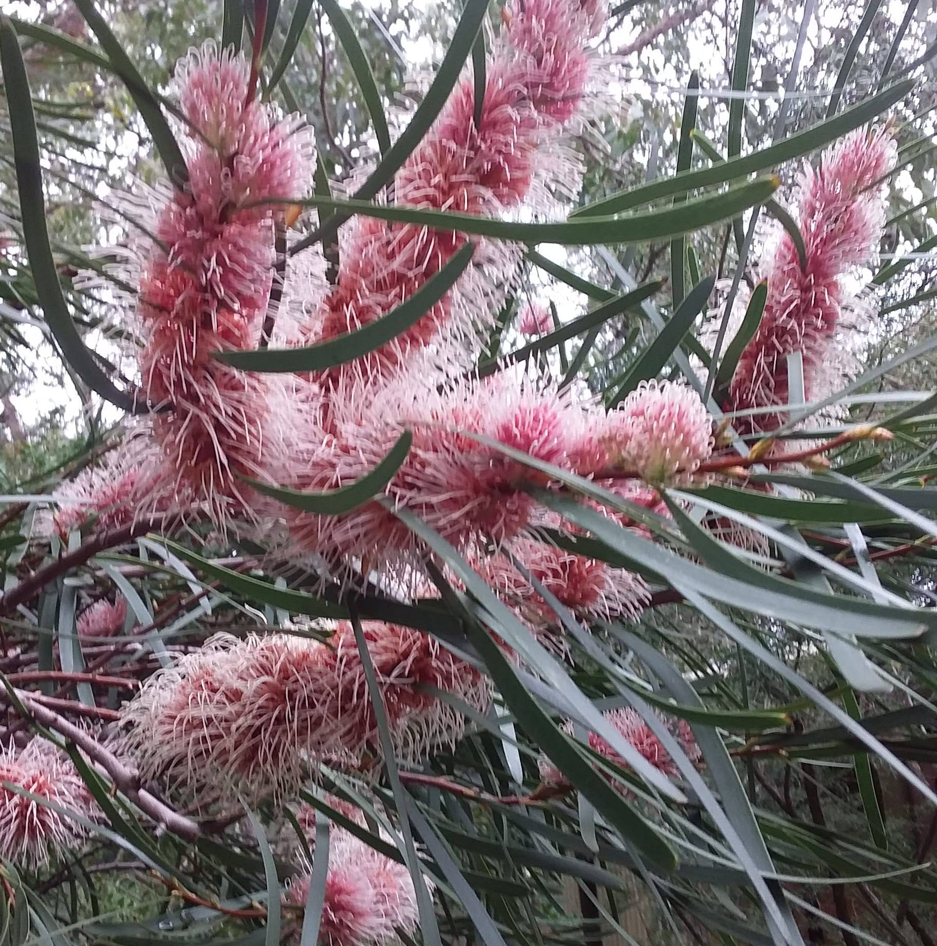 Insects of Perth & South West Western Australia | I’m wondering if ...