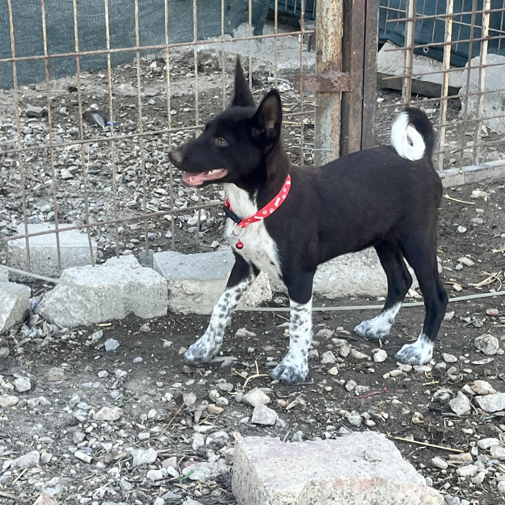 Trabzon Zerdava Bursa
