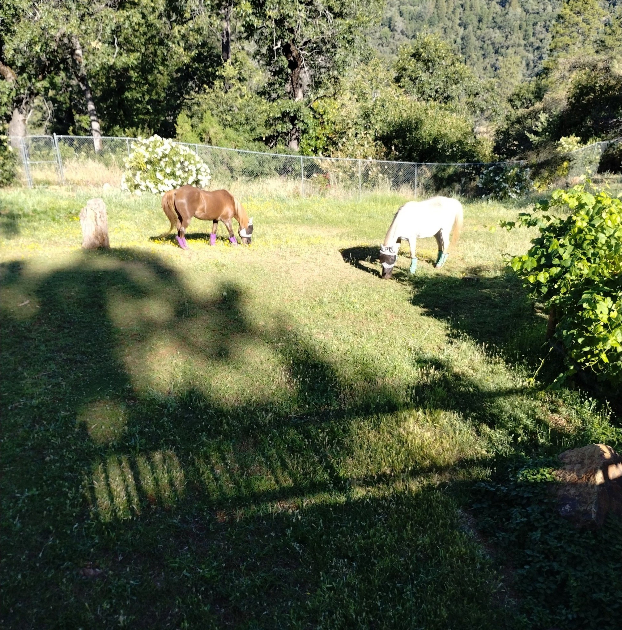 Managing Laminitis | My mare (18) was recently diagnosed with insulin ...