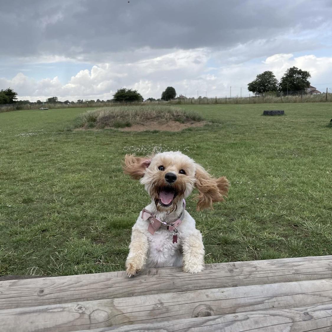 Cockapoo Owners | Anyone got an F1b cockerpoo smooth straight coat that ...