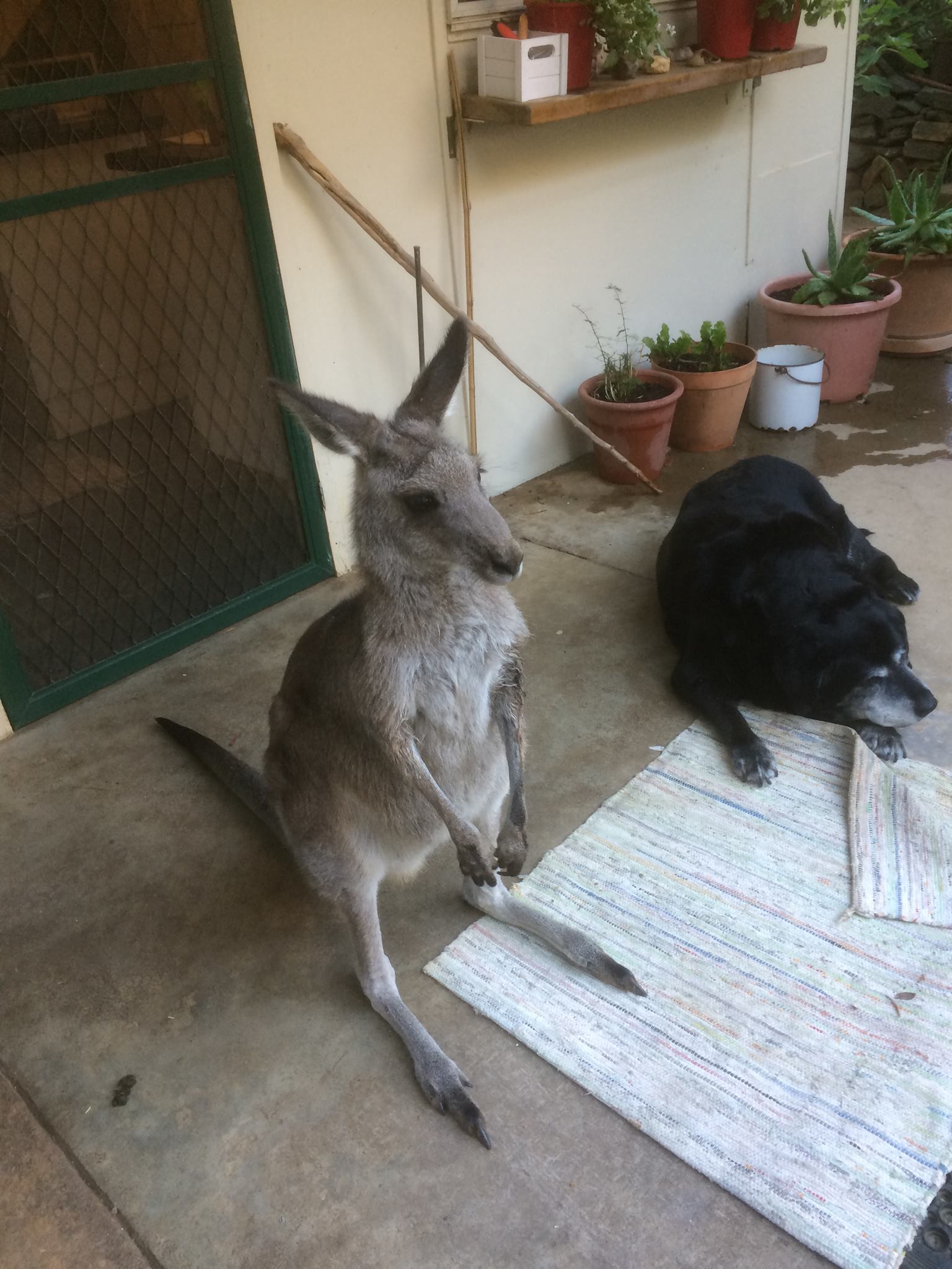 Hill End, NSW | Just wondering about the accomodation in Hill End ...