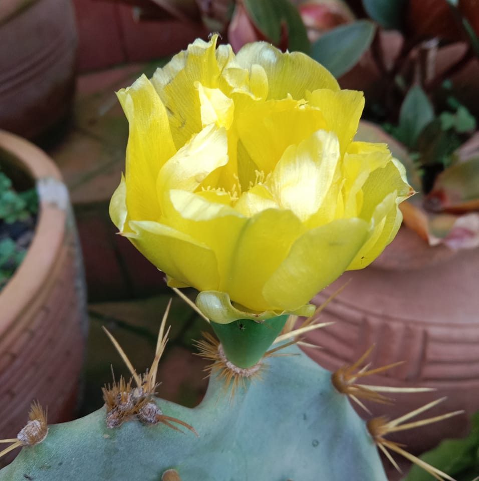Fan - Fruits and Vegetables Look Like Something Else 🌱👇 https ...