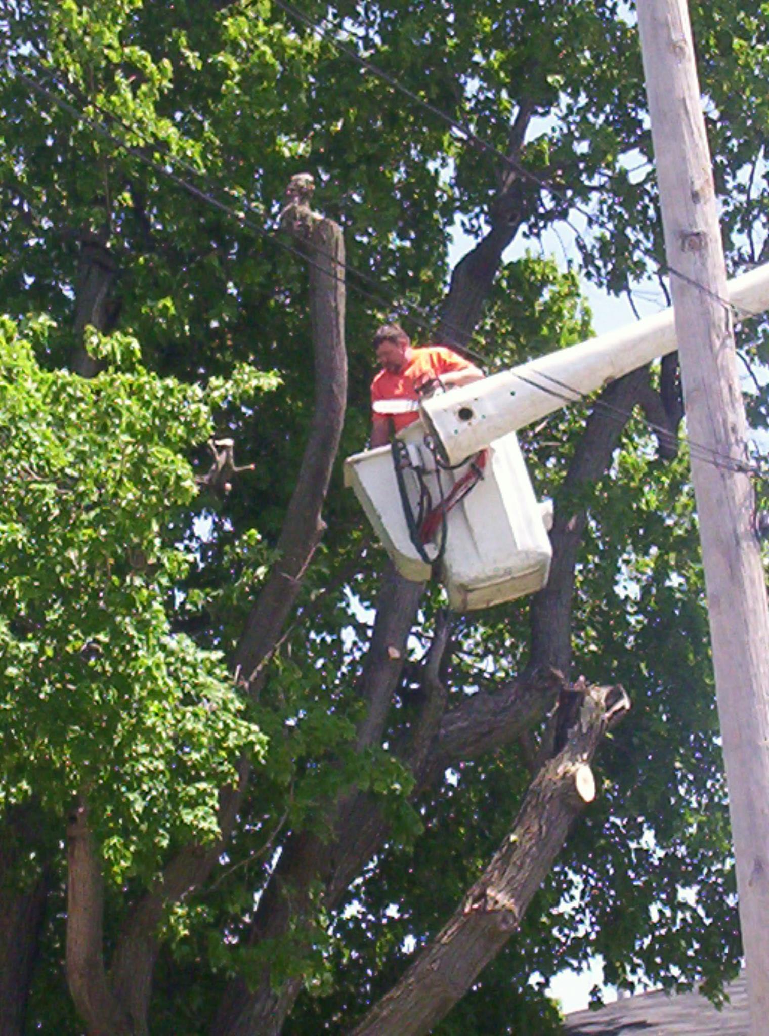 Clarks tree service | Bedford IN