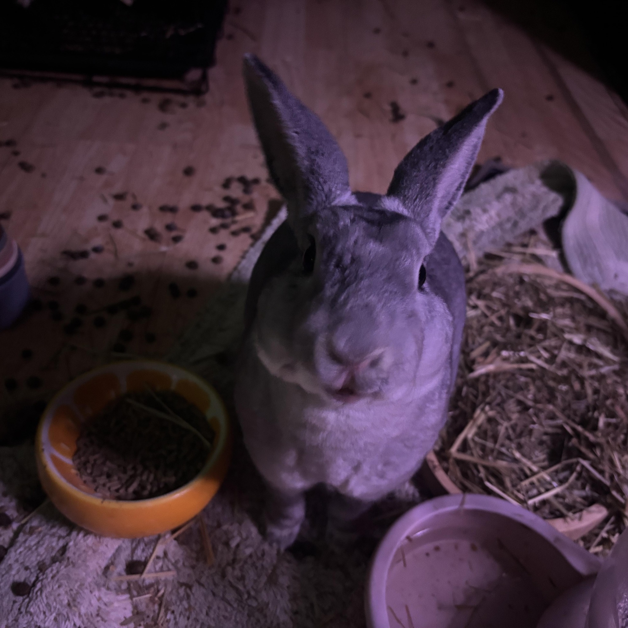 Bunnies 👀🏠 in Wisconsin | ISO a solid brown Holland Lop doe, preferably ...