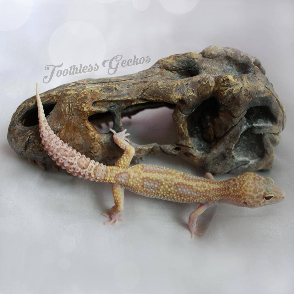 Toothless Geckos | Joensuu