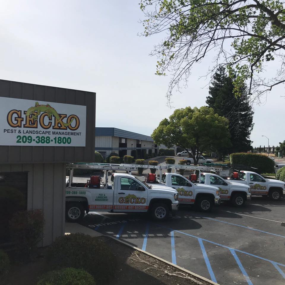 Gecko Pest and Landscape Management | Merced CA