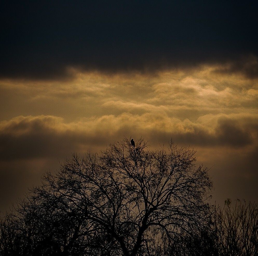 Birds of Colorado (Official) | Thinking this is a Swainson's Hawk ...