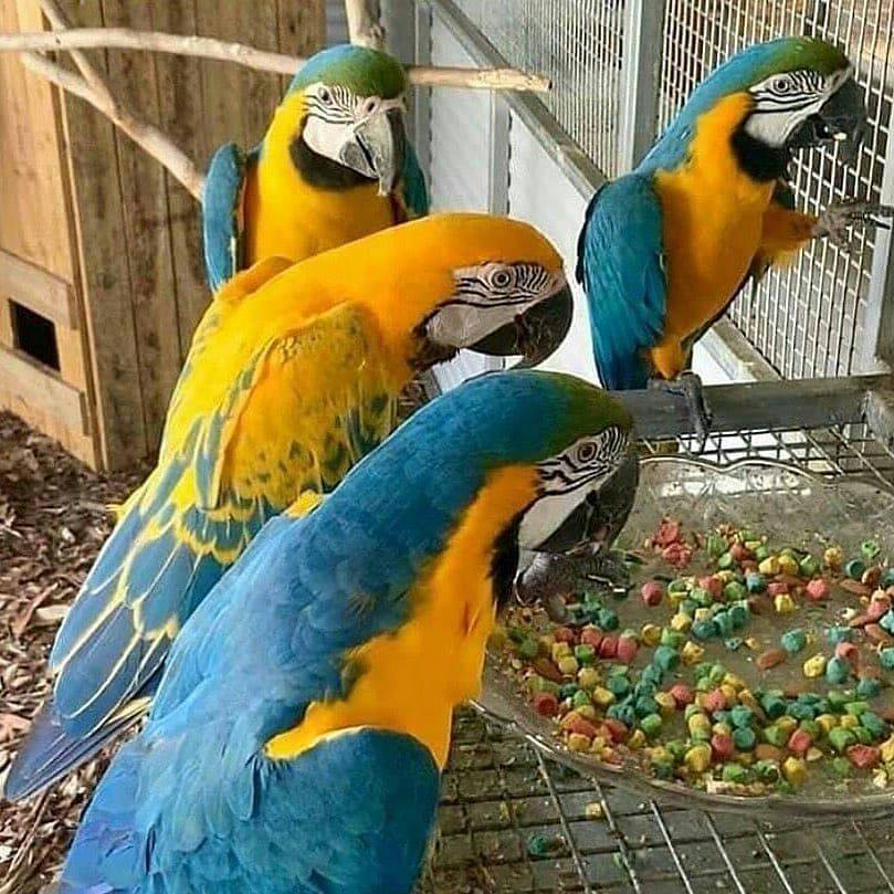 Parrots homes