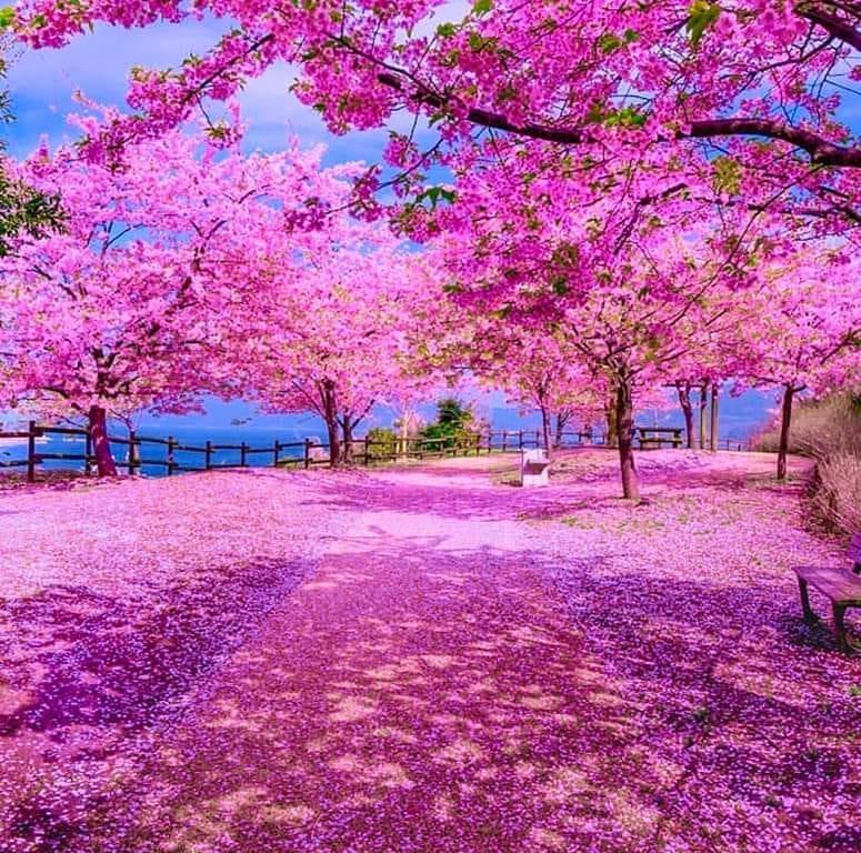 Mi mundo color de Rosa