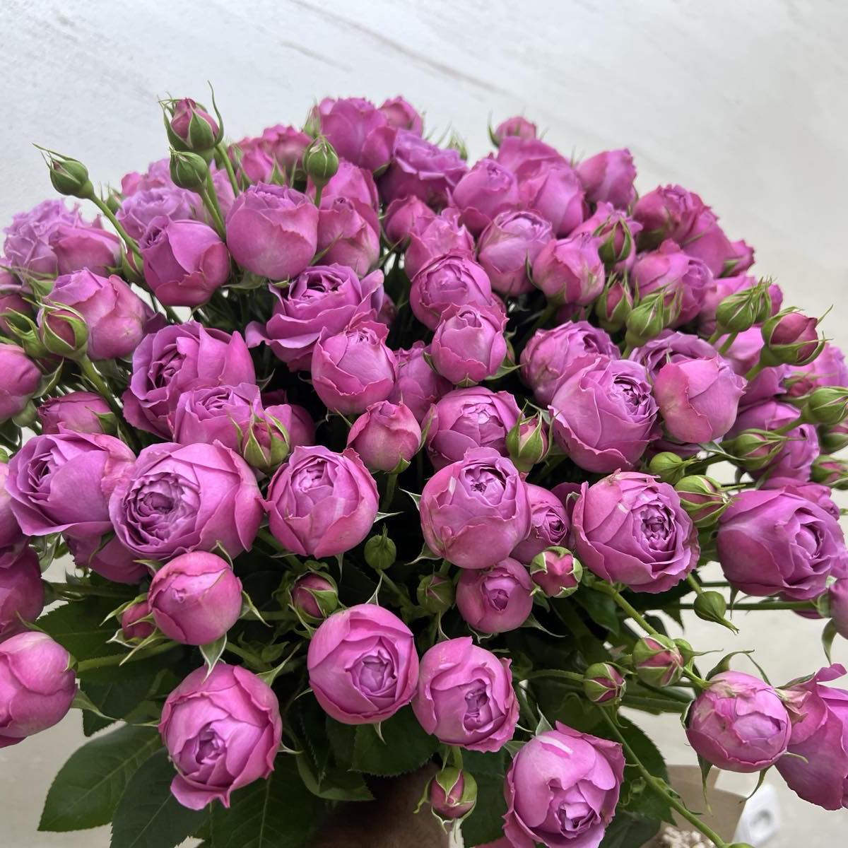 July Rose