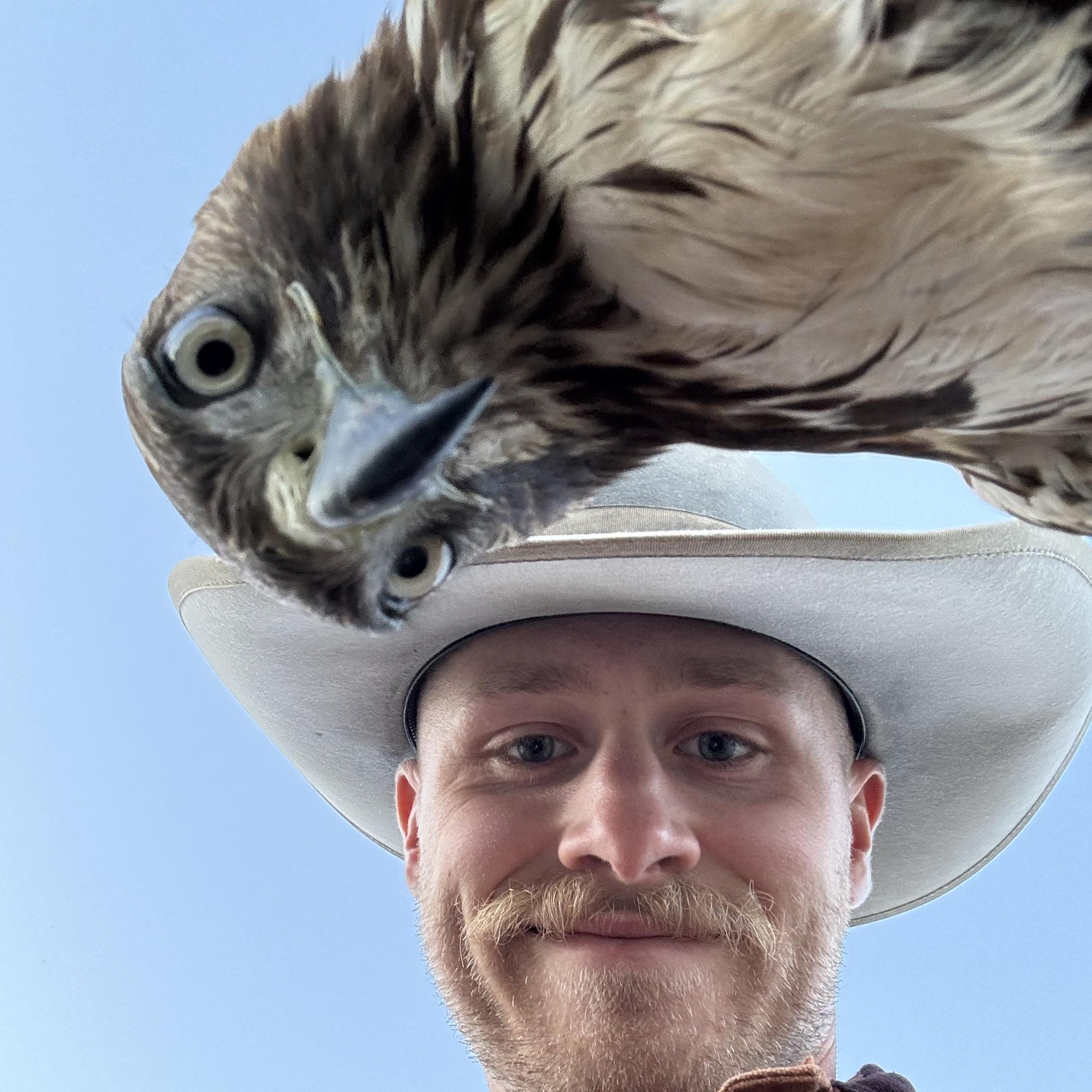 Birds of Prey | Caught this guy what I think is a juvenile red tailed ...