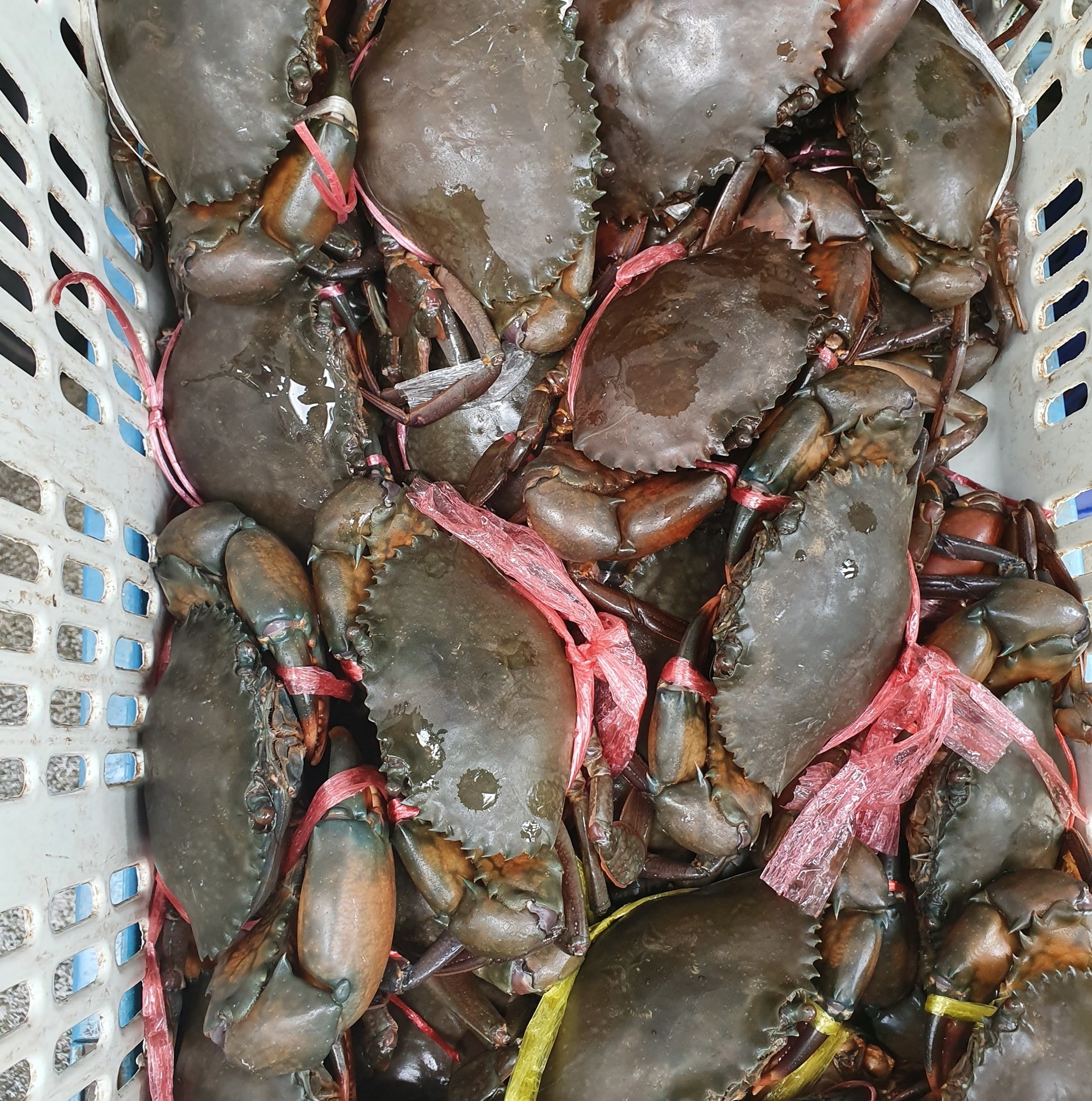 ปูดำไข่ ปูดำเนื้อ กระบี่