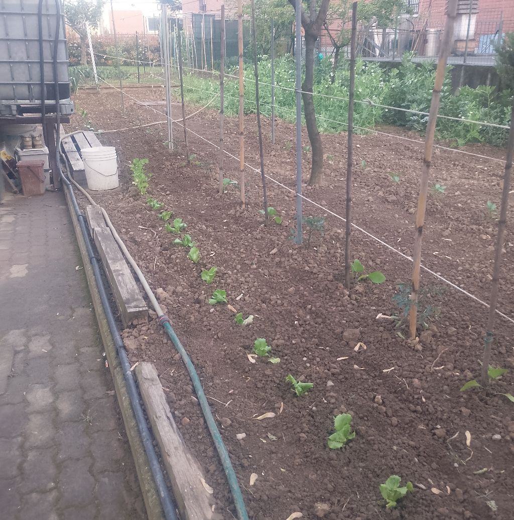 Passione Orto | Buongiorno a tutti ma vanno tolti i primi pomodori ...