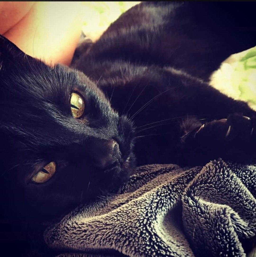Melo is looking for his FUREVER a home!! | Facebook