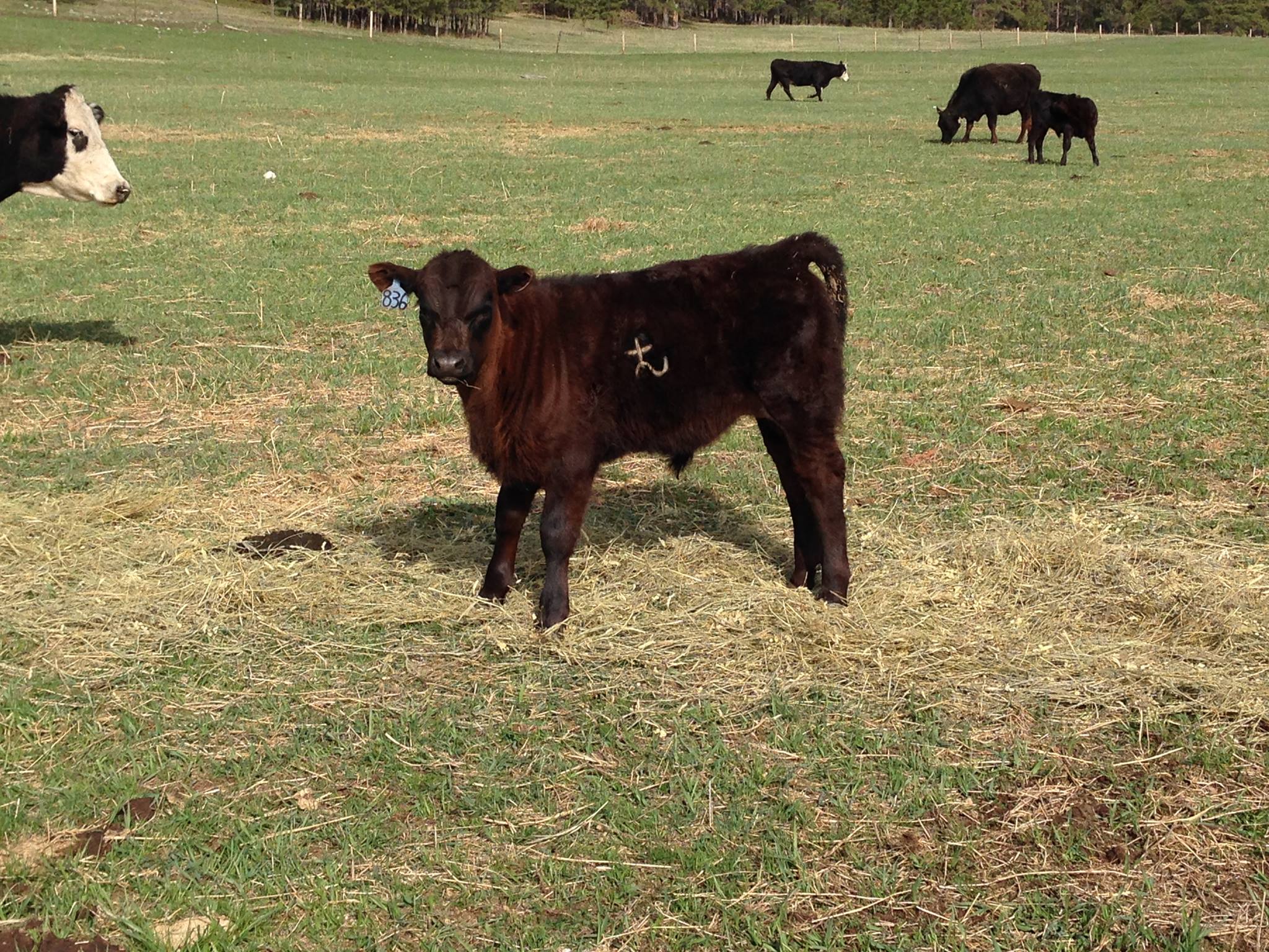 Snyder Ranch | Piedmont SD