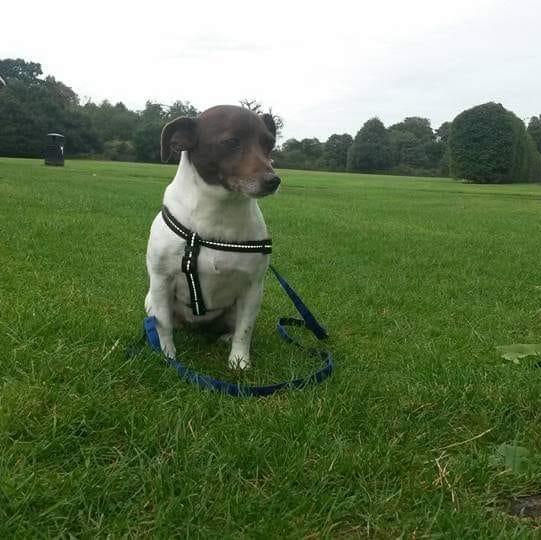 AJ Dog Walking and Pet Services on Reels