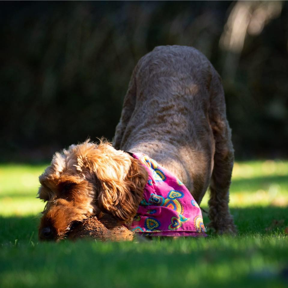 Hopkinson Photography - Drying off after a bath in the pond ...