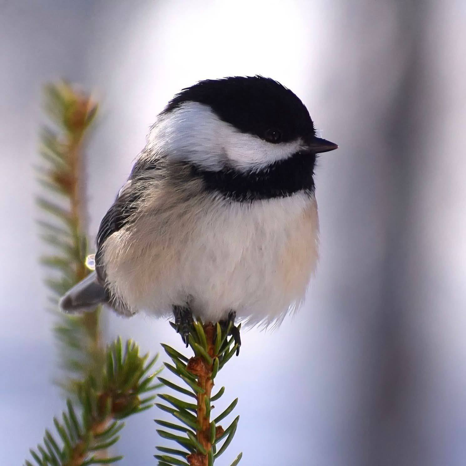 Backyard Bird Lovers | Can anyone tell me what type of bird nest this ...