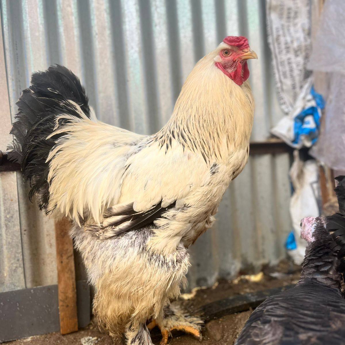 HA Meem Poultry