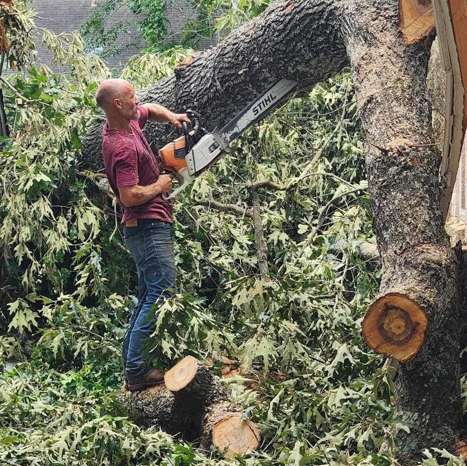 I Love Conroe | How much approx to cut this tree and grind the stump ...