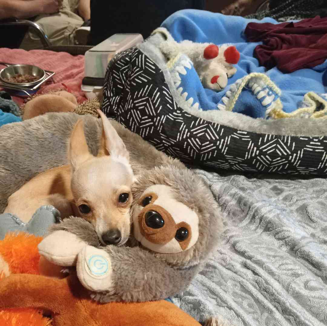 Milton found first-class car comfort 😴 #Chihuahua #FunnyDogs #DogLovers ...