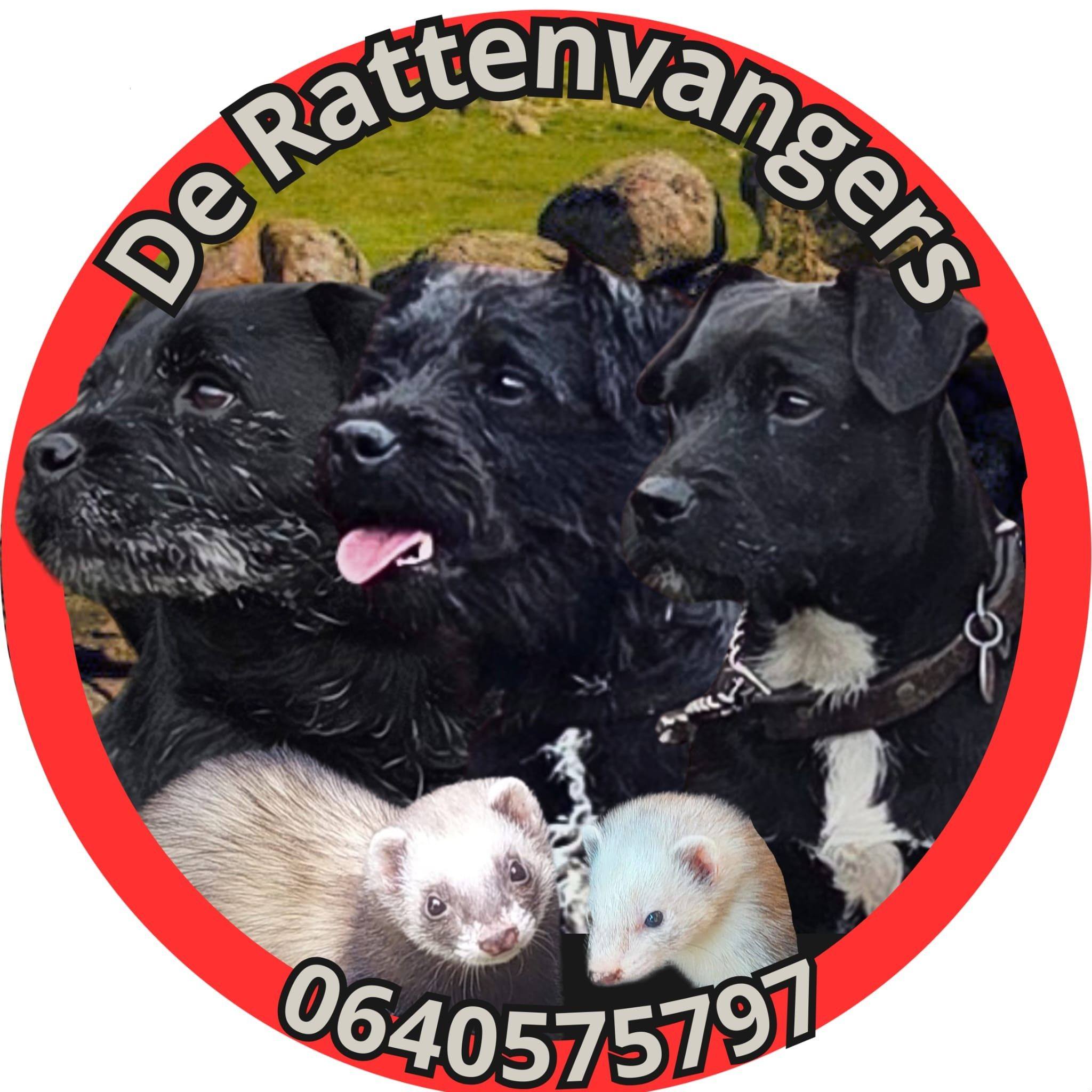 patterdale terrier liefhebbers België | Ik ben op zoek naar een ...