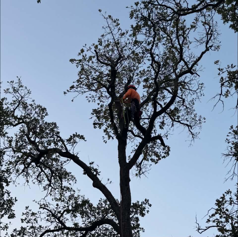 ISA study group . | Has anybody taken TCIA's Tree Care Specialist ...