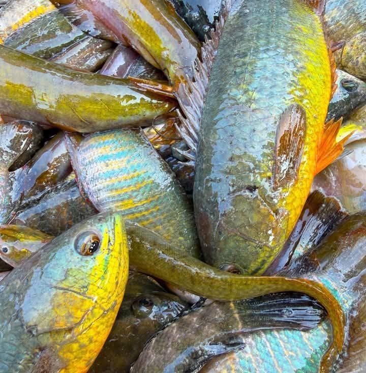 FISh Self BD