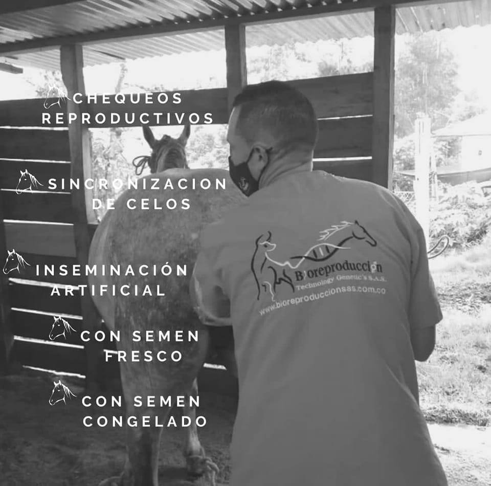 Bioreproducción - 🤠📣 La raza Jersey se destaca en seis aspectos ...
