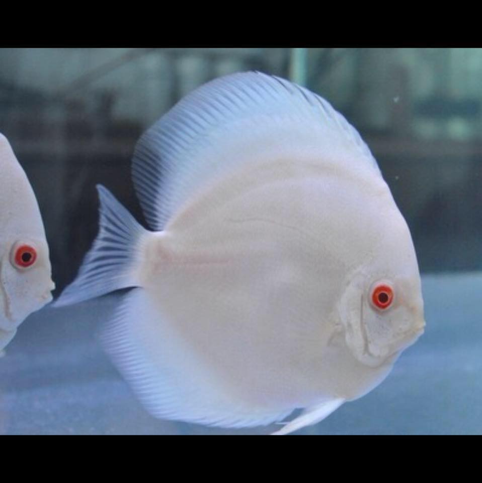 King's Discus | Seattle WA