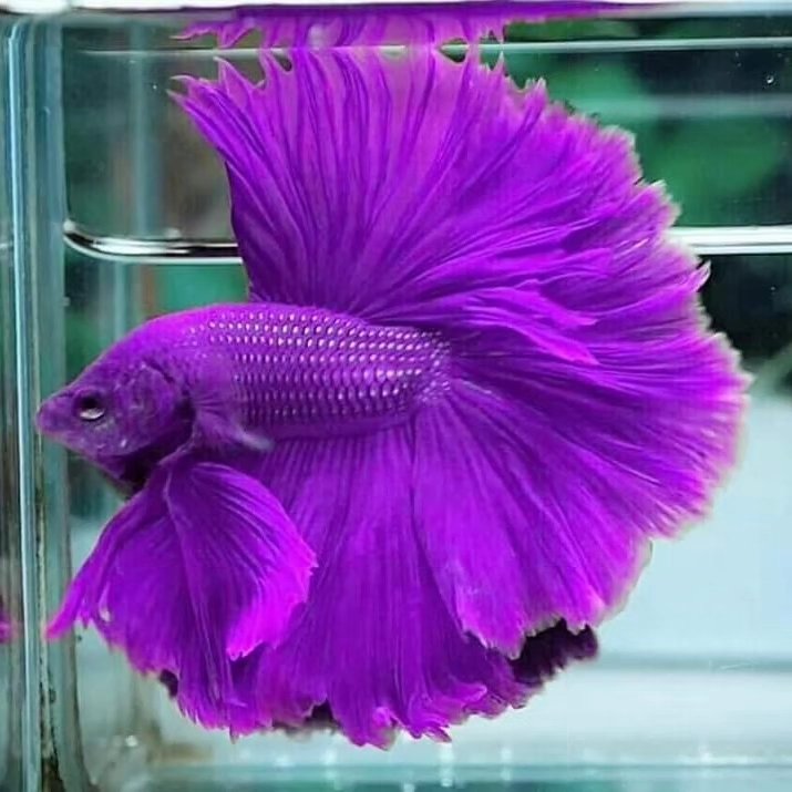 Acuario Castañeda on Reels | Facebook