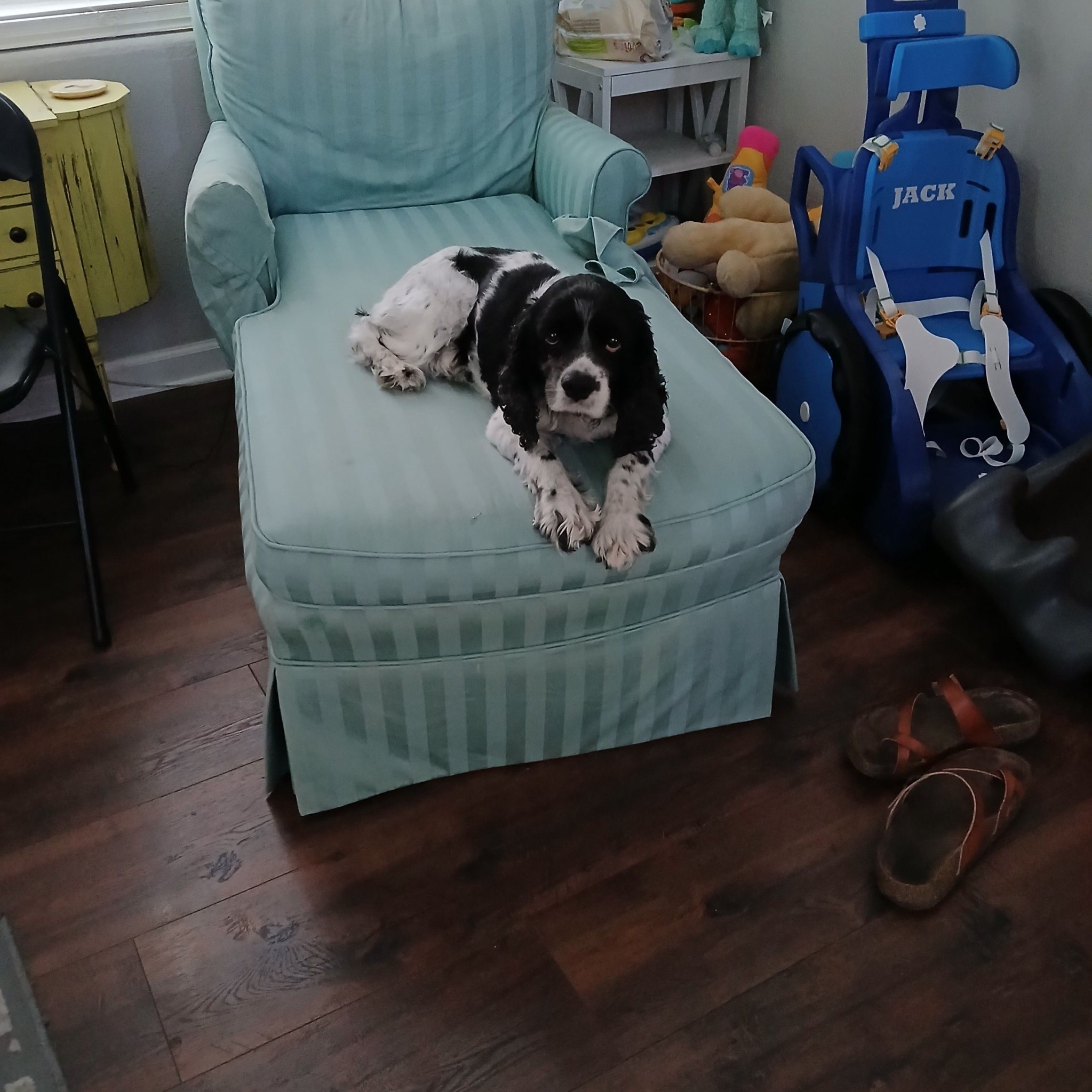 Dog Rocking Chairs 🐩 I want to snuggle with this forever ...