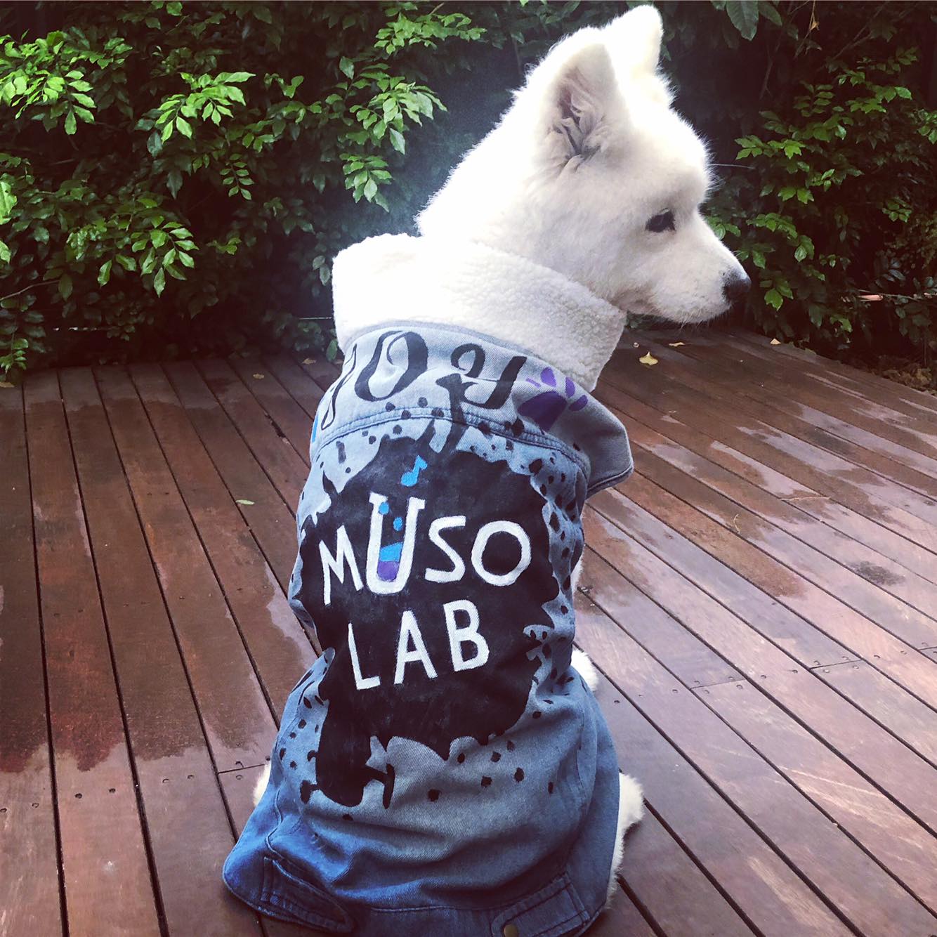 Muso Lab