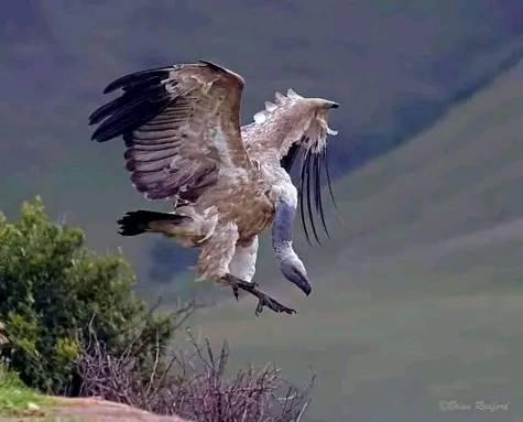 IMITHI YABATHWA | Facebook
