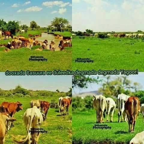 #Xil_Aweys iyo #Xil_Jeesoow Maanta Araktida ay kala aaminsan yihiin ...