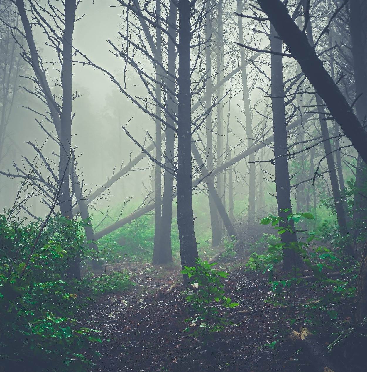 Pinhoti Trail Alliance | Updated Georgia Sections | Facebook