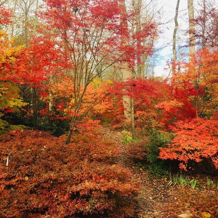 Japanese Maple Vs Katsura Tree
