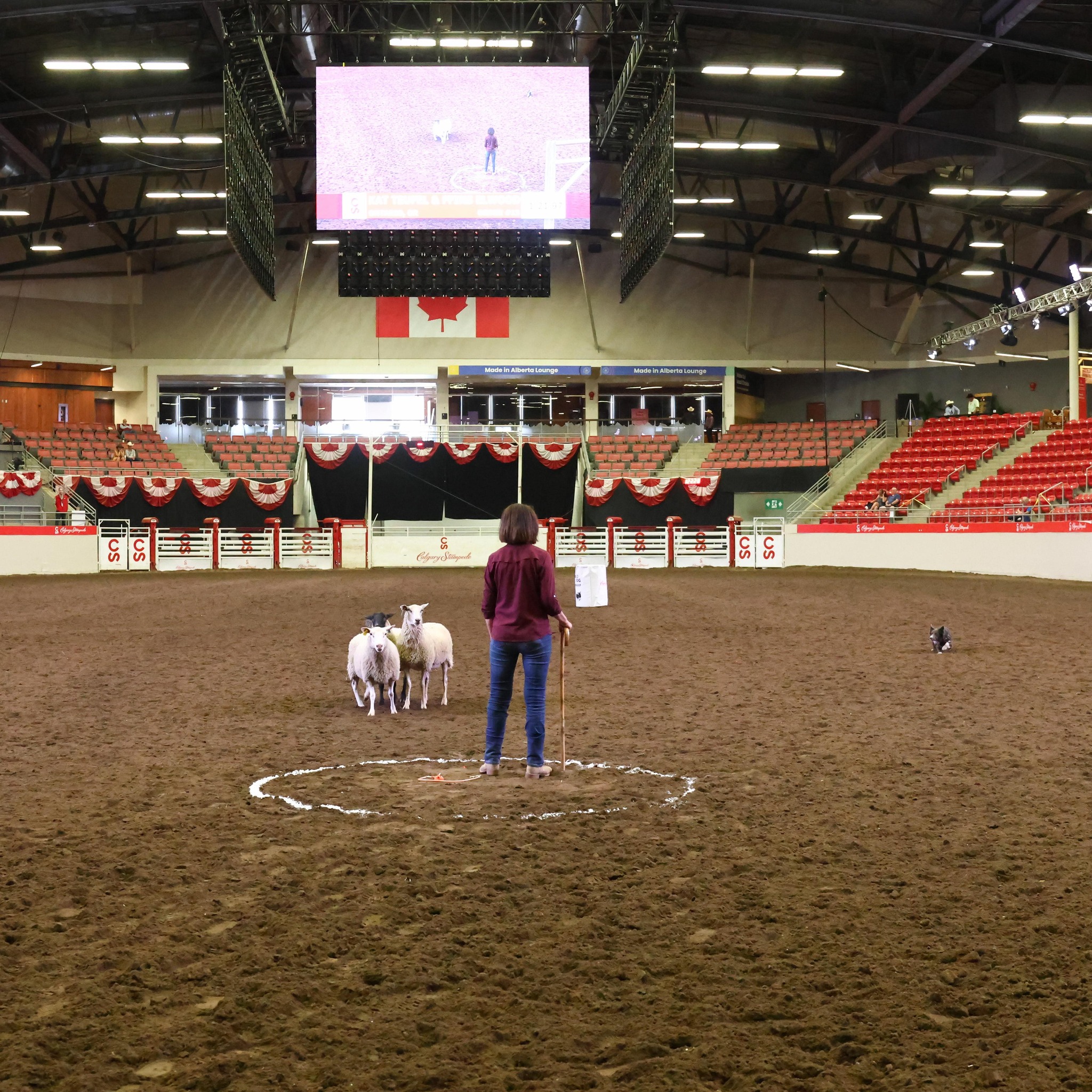 Demo of holding and moving 1200 head of goats by Blazey, Coco and ...