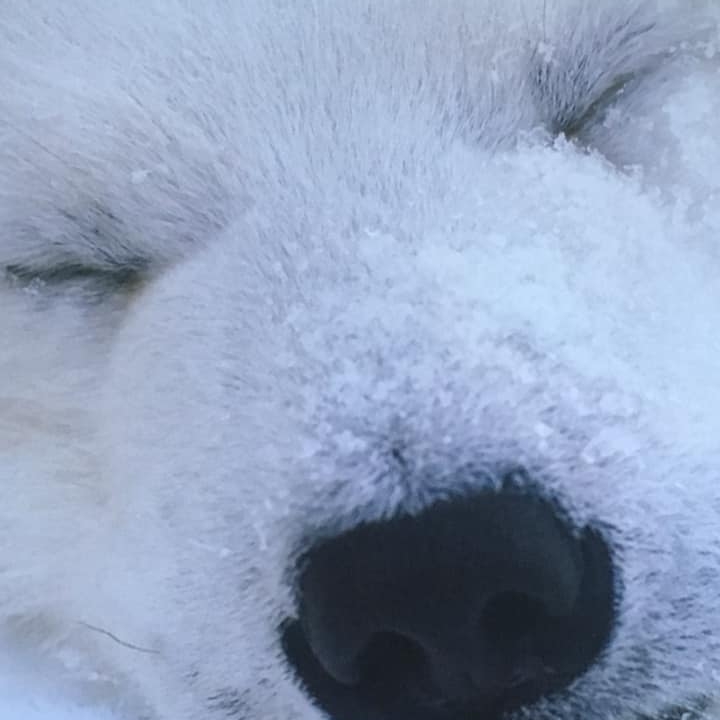 Wolf Charmer | Facebook