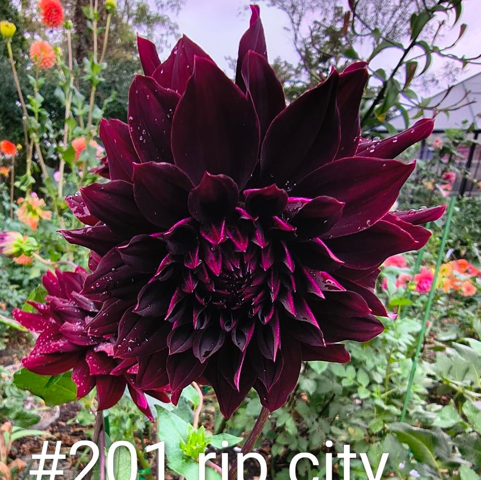 Denton, MD Happenings | Update #2 We have the best community | Facebook