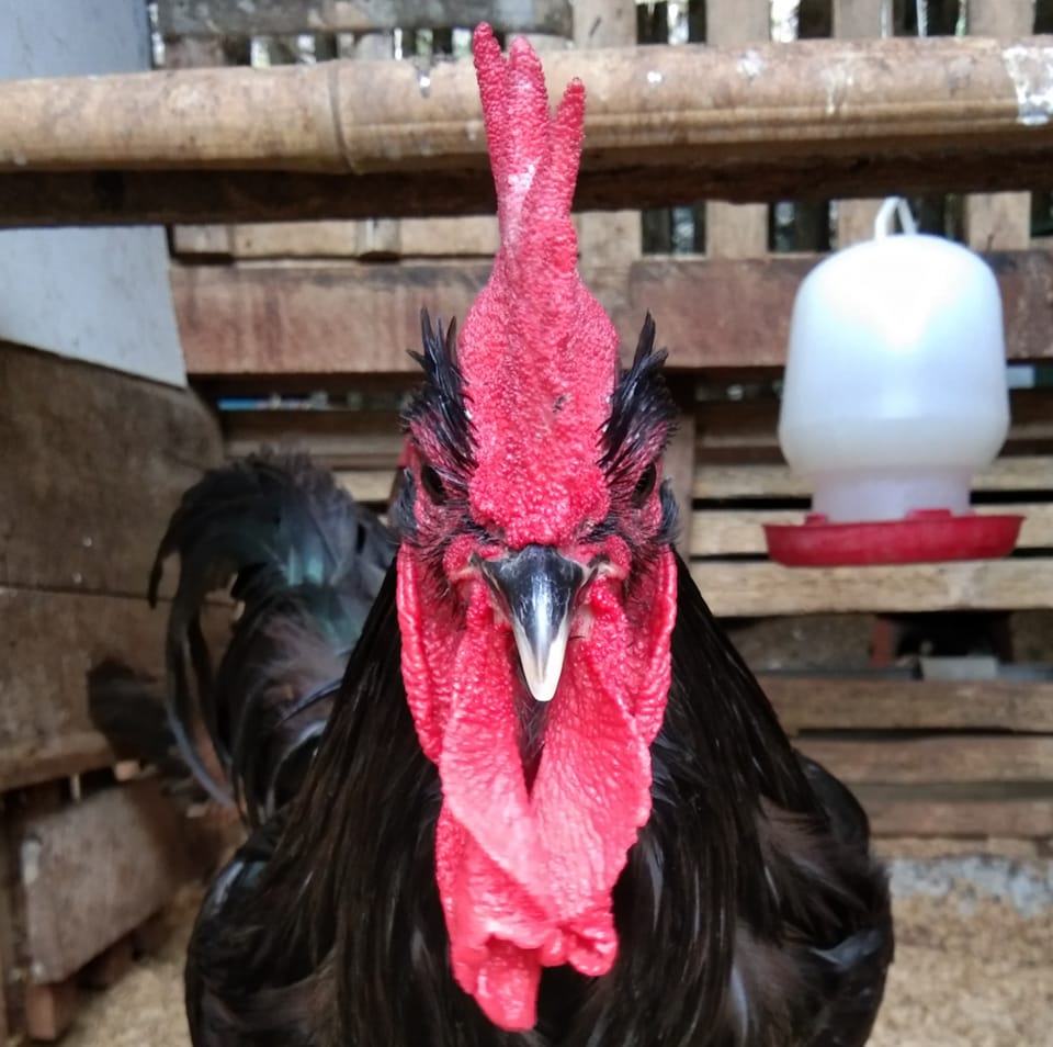 JUAL BELI MATERI & SILANGAN AYAM KAMPUNG INDONESIA | Ayam kampung ...