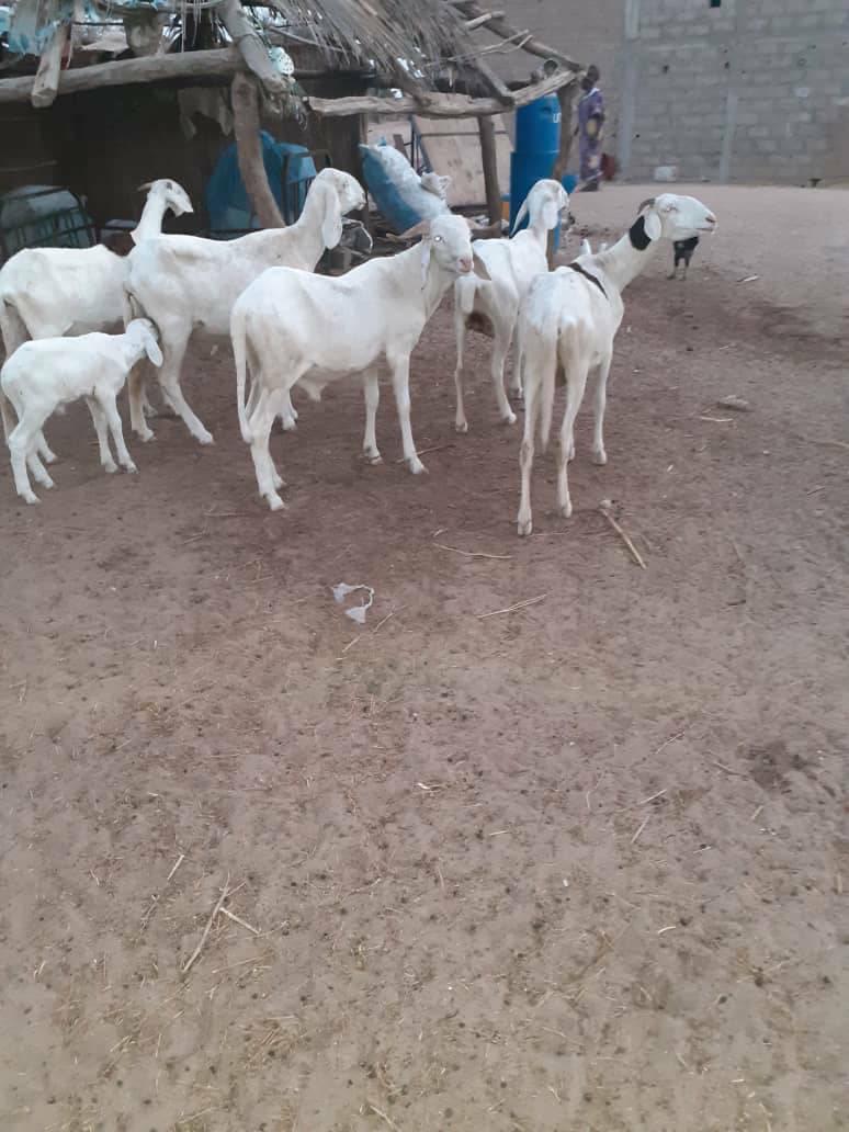Bergerie toufa bélli