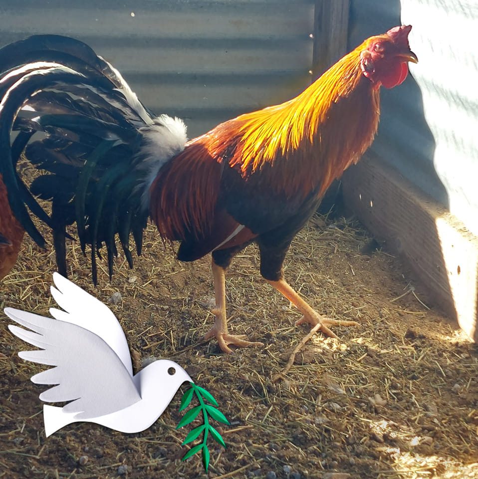 5k sweater stag available now on Stateline GameFowl Farm call or text ...