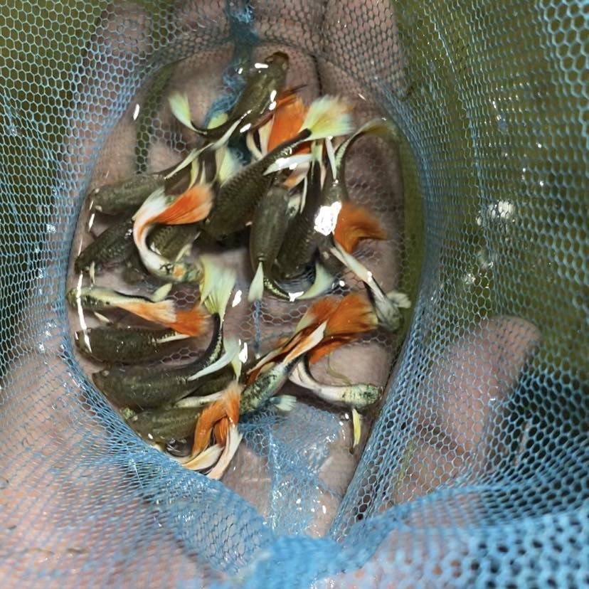 Protik Fish House